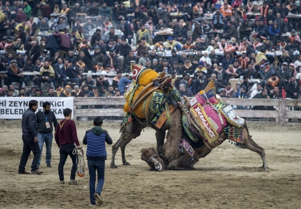 Rvanje kamila je sport?! (FOTO)