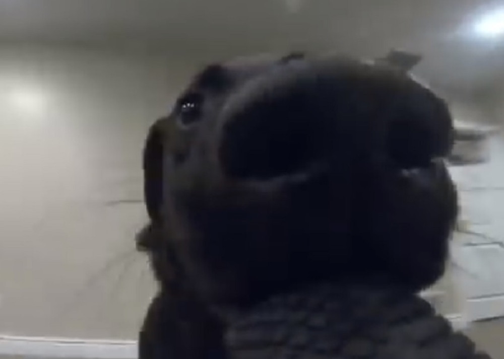 Pas ukrao vlasniku kameru, pa zabeležio ovaj snimak (VIDEO)