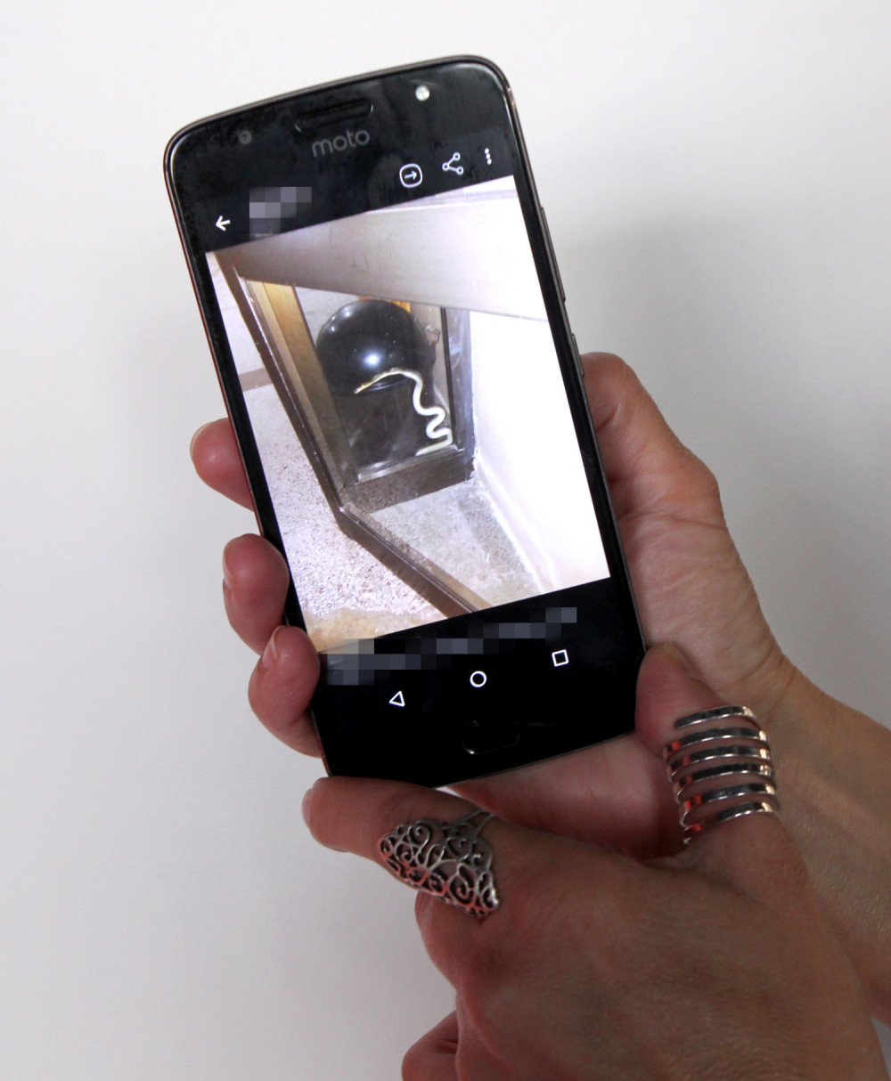 I zmije bi u školu!