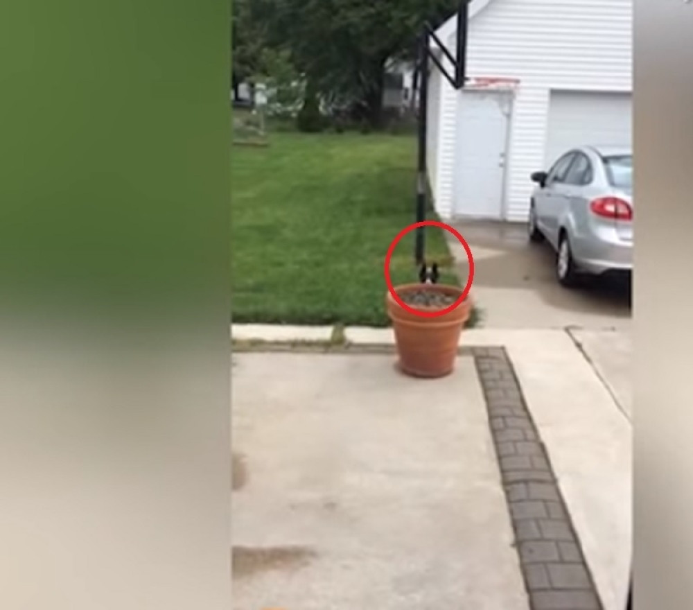 Psu je dosadno u kući, pa se dosetio kako da izbegne ulazak!