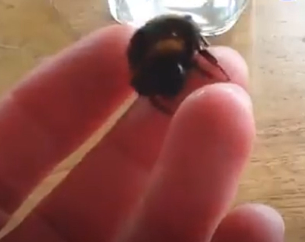 Pronašla pčelu bez krila u bašti, a onda je usledila srceparajuća priča