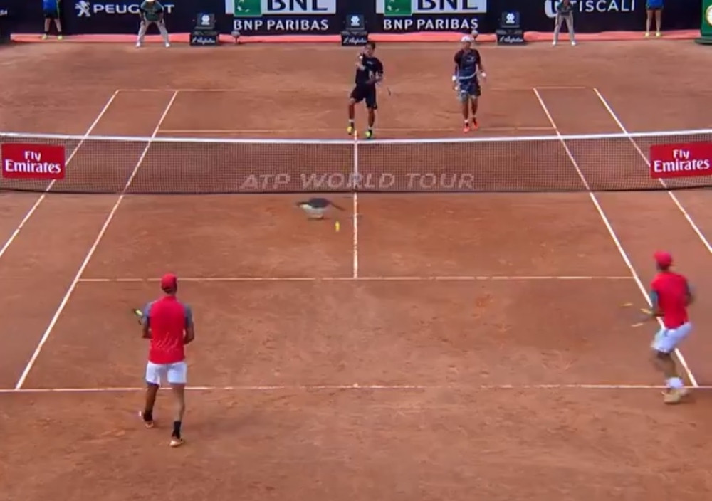 Mačka prekinula meč Mastersa u Rimu!