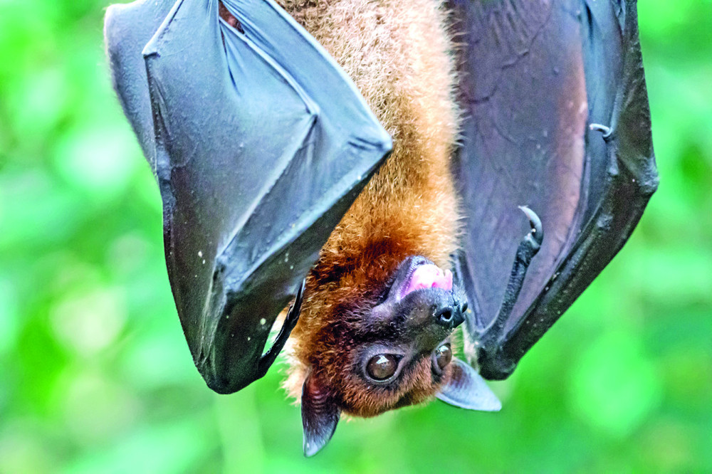 Ovo nije redovna situacija: Smrt stotine slepih miševa zabrinula naučnike!