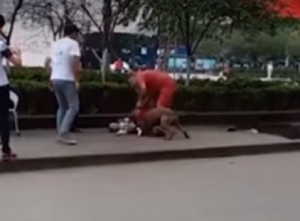 Krvoločni pas napao dečaka (4), prolaznici ga jedva spasli