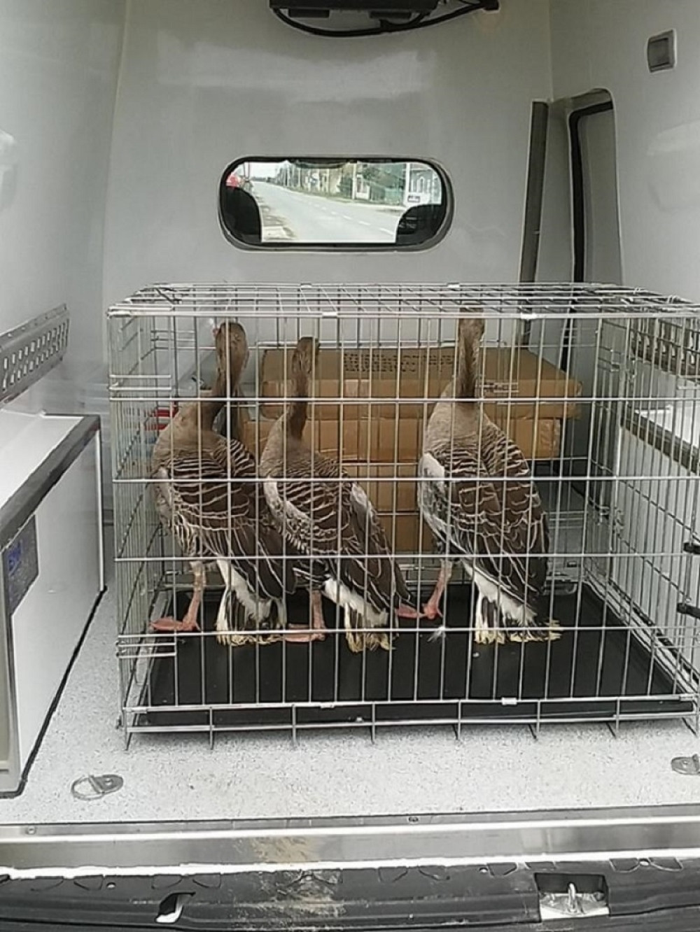 Predsedniku lovaca presele divlje guske!