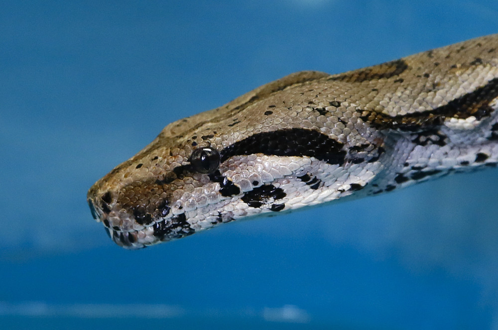 Ispod sudopere pronašao zmiju od dva metra!