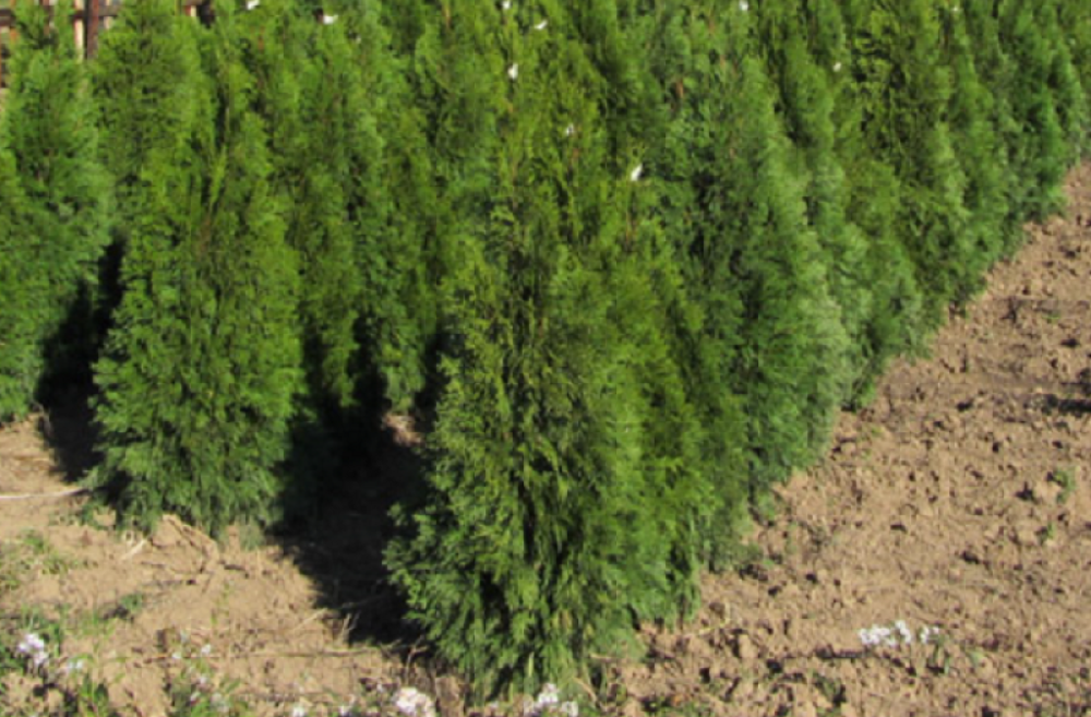 Spasite vašu tuju od bolesti i štetočina