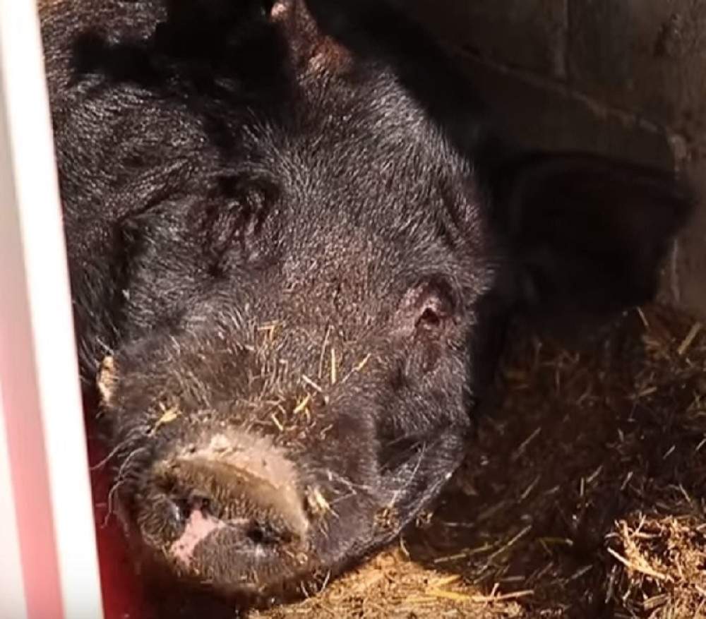 Upoznajte džinovskog vepra koji je postao planetarni hit