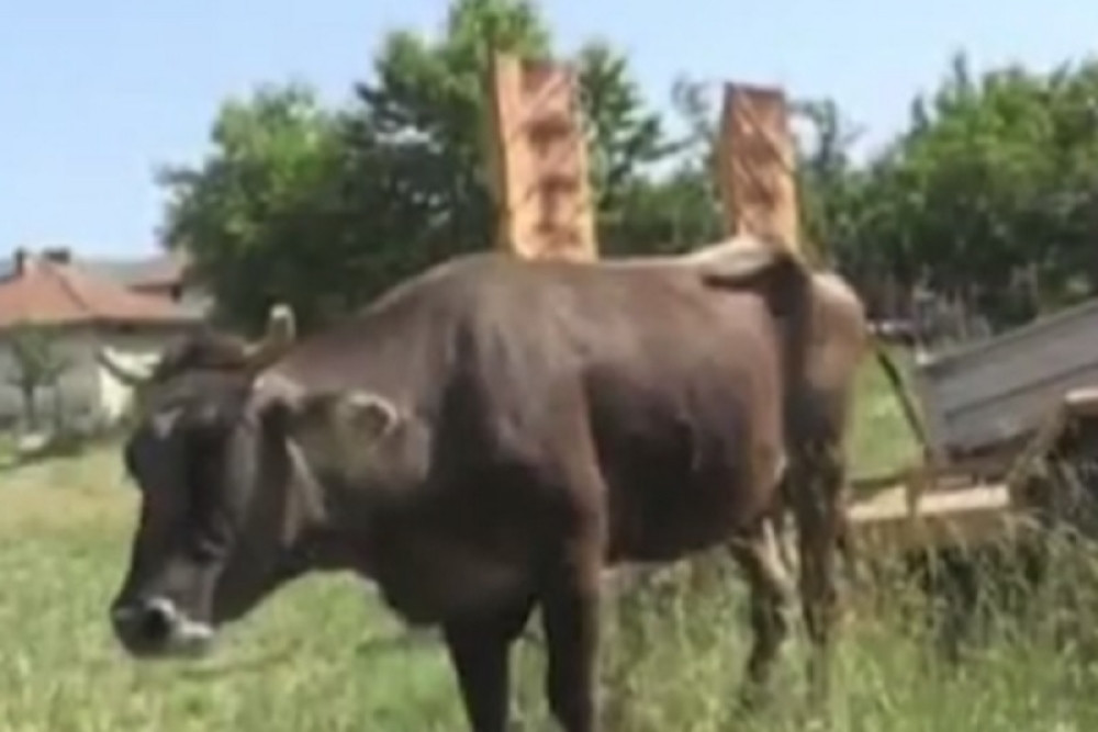 Steona krava "ilegalno" prešla iz Bugarske u Srbiju, moraće da je ubiju