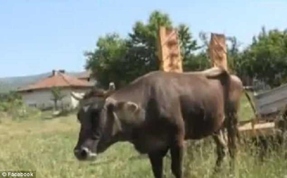 Ubiće kravu jer je prešla u Srbiju!