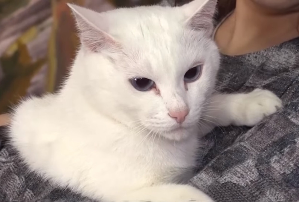 Ahil će vam reći ko osvaja Svetsko prvenstvo u Rusiji!