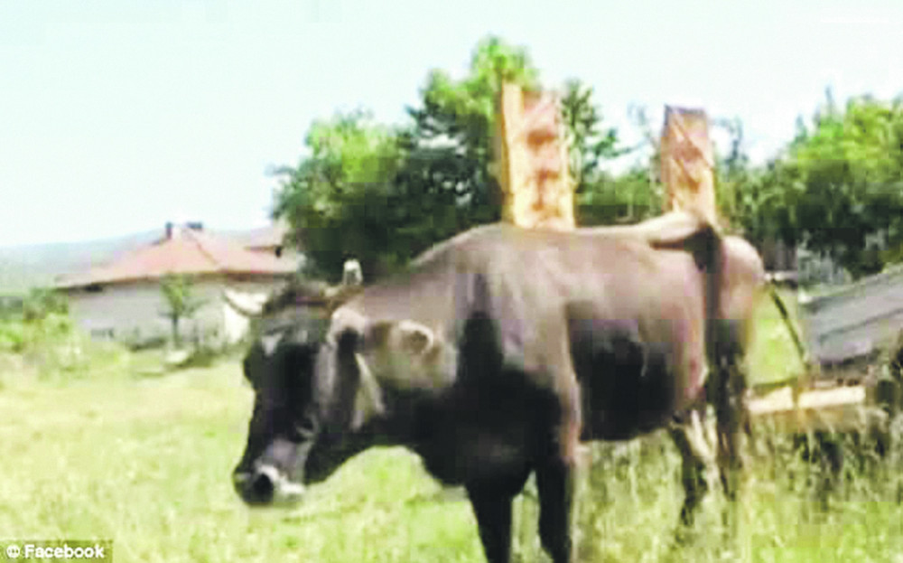 U borbu za ŽIVOT KRAVE koju Bugari HOĆE DA UBIJU jer je zalutala u Srbiju, uključio se i ČUVENI MUZIČAR!