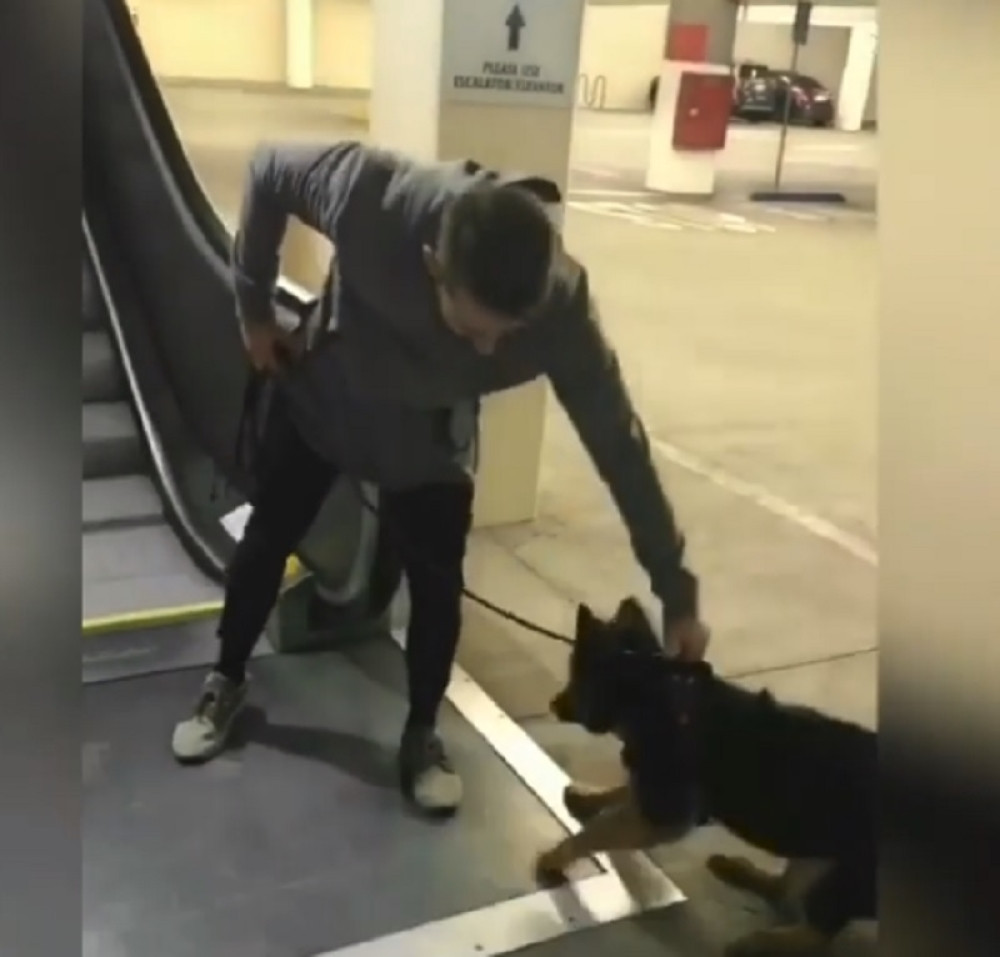 Gazda je želeo da njegov pas stane na pokretne stepenice, pa usledilo ovo!