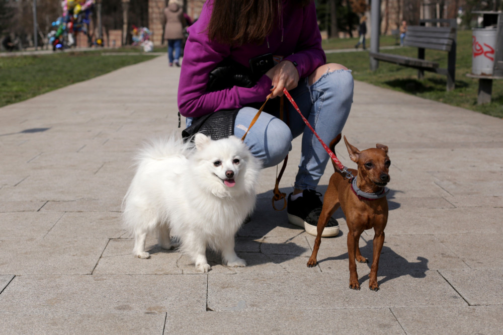 Pazite gde šetate pse!