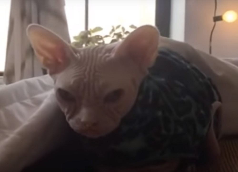 Preminula najpoznatija maca Instagrama