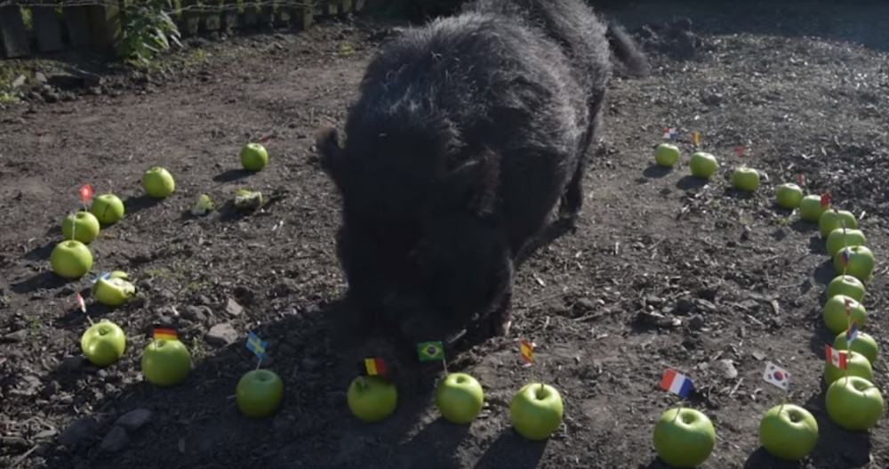 Svinja Markus dala svoja predviđanja za Mondijal, ovo se Srbiji NEĆE SVIDETI!