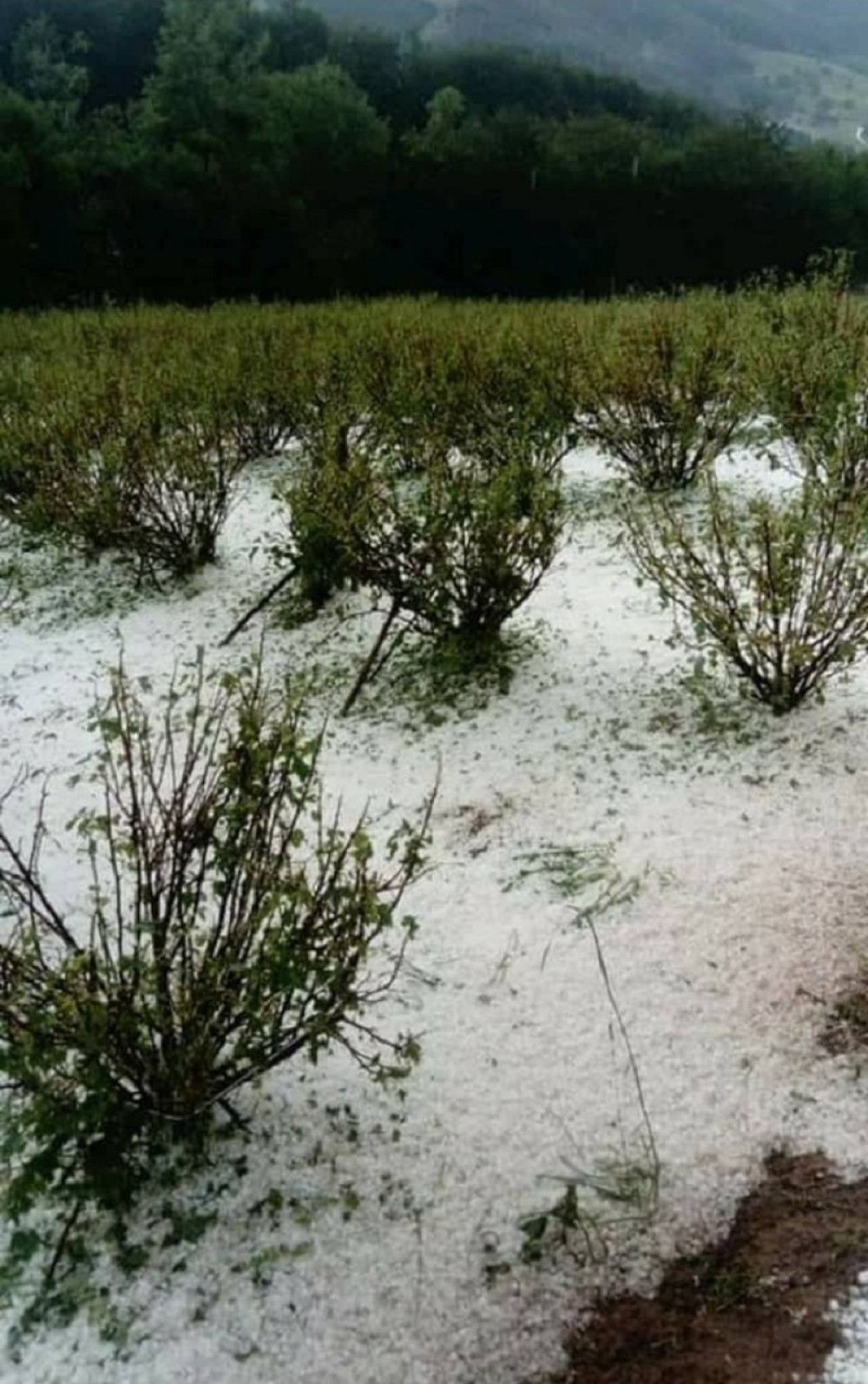 Srbija se ZABELELA od grada, maline uništene, voćari očajni!