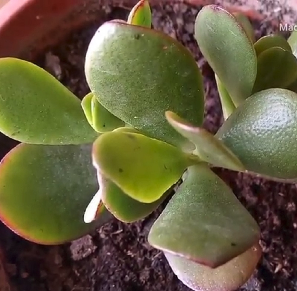 Ova biljka donosi NOVAC u vaš dom!