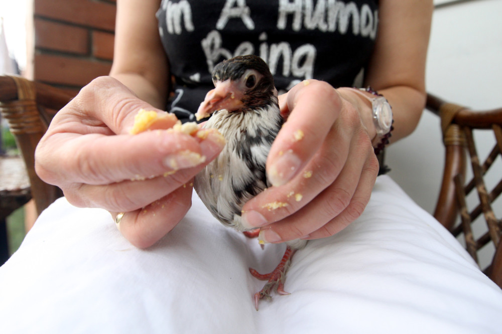 Sofija već 28 dana čuva i hrani Žiku, a sve je počelo umalo TRAGEDIJOM