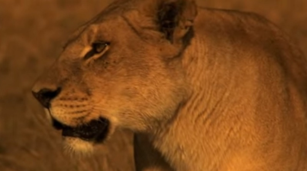 Lavica pobegla iz kaveza, niko nije mogao da je SMIRI, a onda se desilo nešto STRAŠNO!