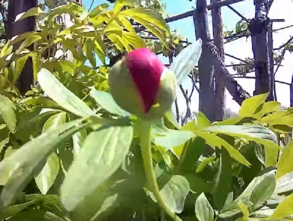 Ovaj cvet privlači OBILJE, a zbog JEDNOG RAZLOGA svaka porodica TREBA DA GA IMA!