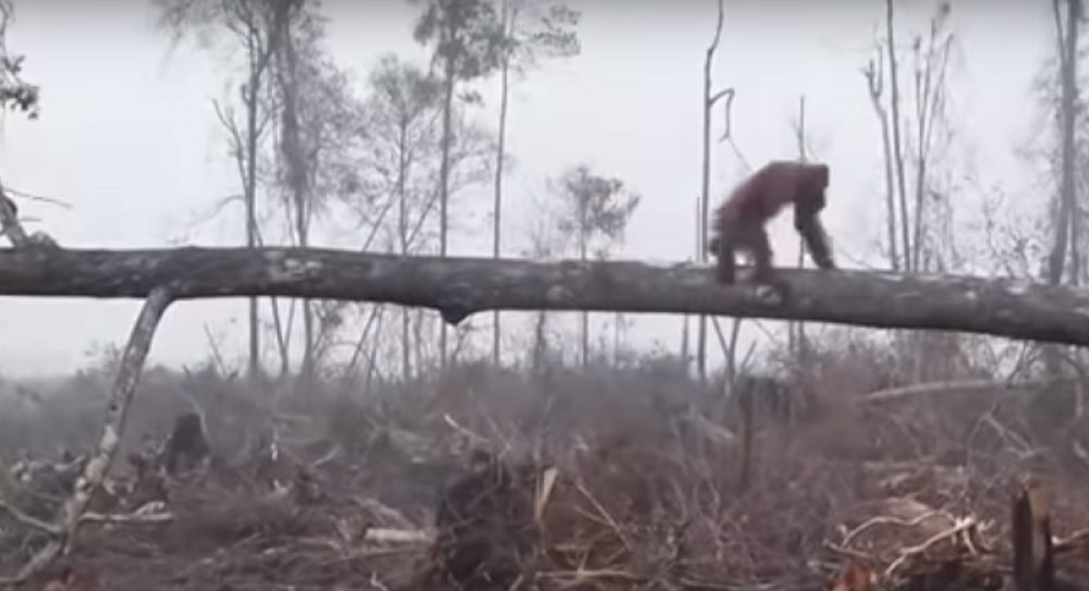 Orangutan UMALO STRADAO, ali NIJE USPEO da odbrani svoj dom