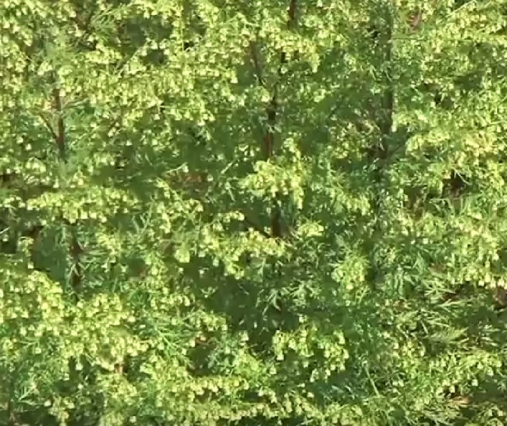 Za samo 16 SATI, ova BILJKA može da IZLEČI RAK!