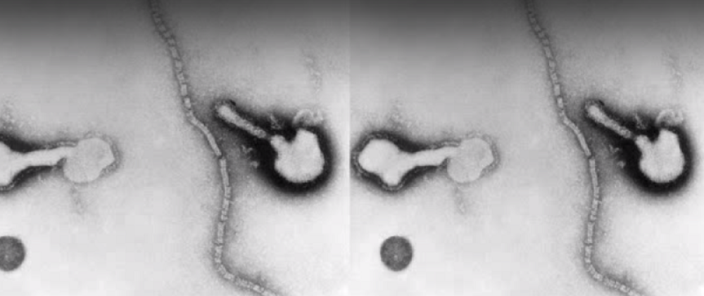 Ovo nećete moći svuda da čujete: Korona je samo početak, odlediće se praistorijski virusi!