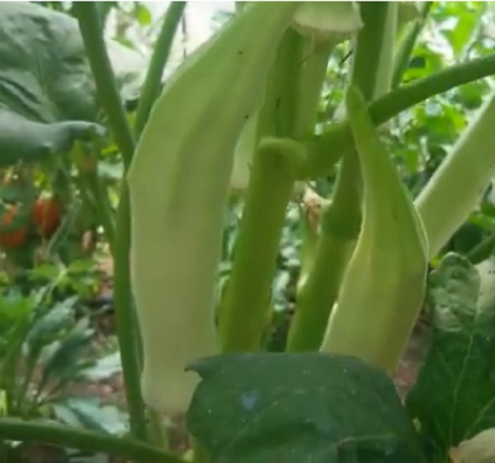 Ova BILJKA je dokazan LEK ZA MNOGE BOLESTI, a pre nego što počnete da je koristite URADITE JEDNU STVAR!