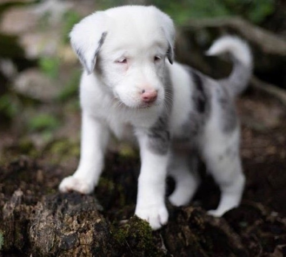 Gluvo štene UPALO u rupu, a onda je usledila akcija o kojoj priča ceo svet!