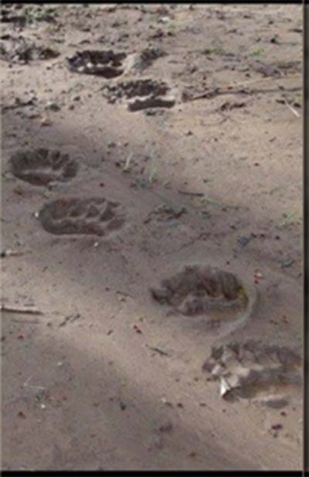 Tragovi po njivi, a MEŠTANE podilazi JEZA kad čuju kad granje puca i lomi se