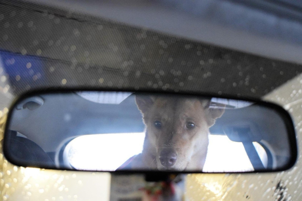 Beograđanin ostavio psa u vrelom automobilu, potez ljubimca DIGAO GRAD NA NOGE!