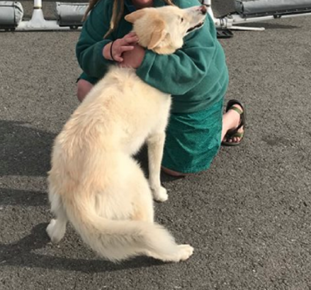 Ovaj pas SAM šeta skijaškim stazama i SPASAVA LJUDE!