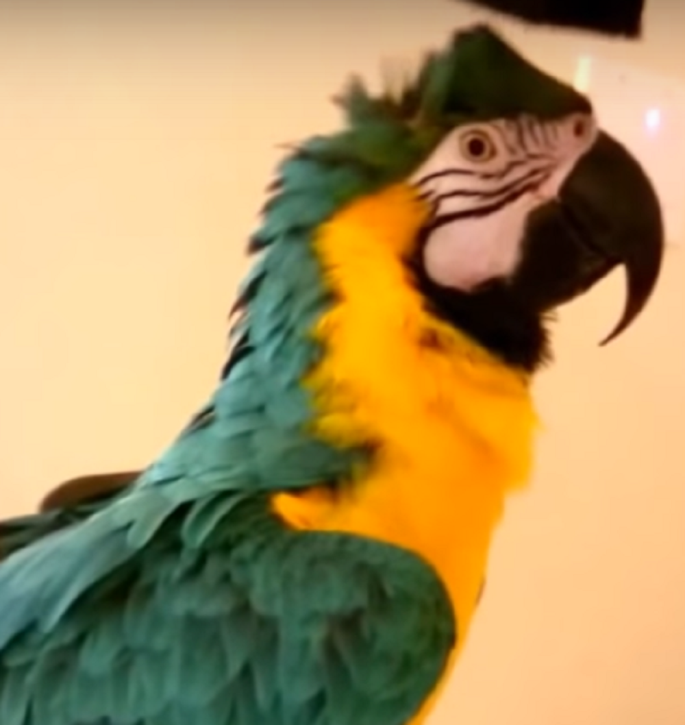 On je na prvi pogled sasvim OBIČAN papagaj, ali njegova opsesija je više nego NEOBIČNA!