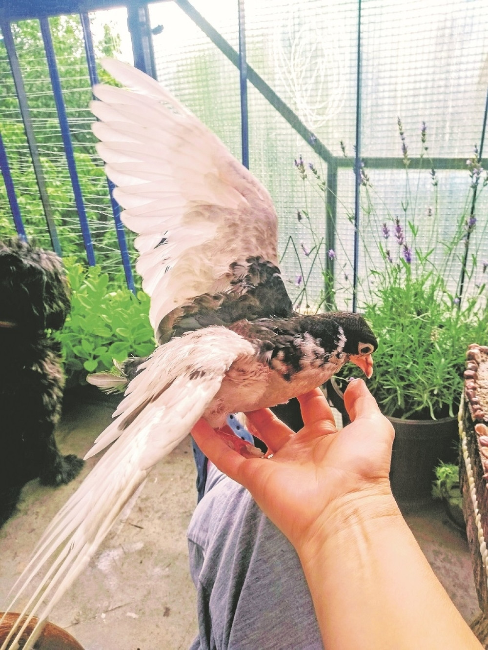 Tog jutra Žika je MALO JEO, a onda se desilo nešto NEVEROVATNO!