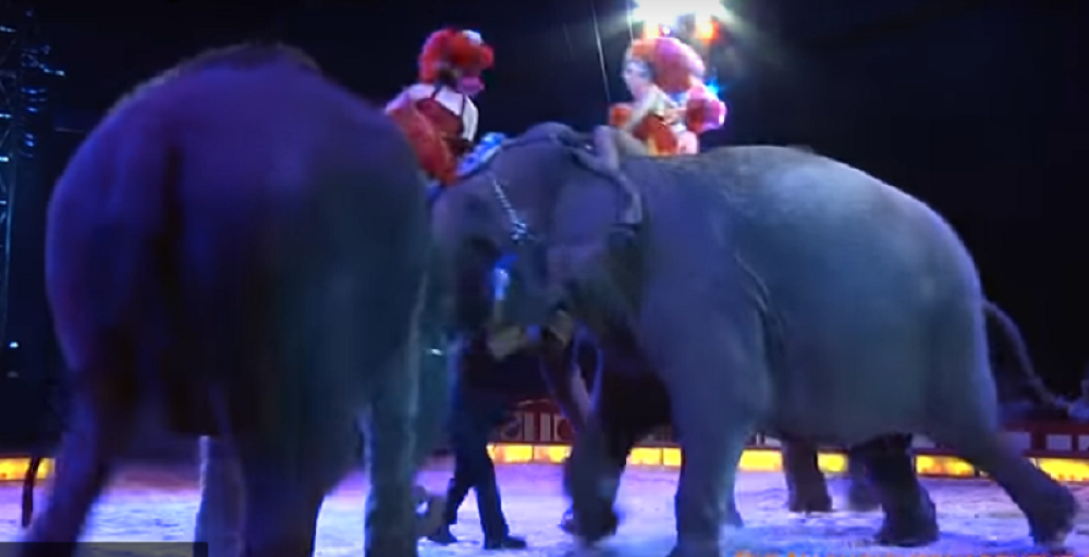 Cirkuski slon GURNUO drugog slona u publiku, NASTALA DRAMA!