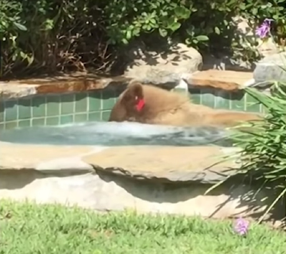 Medved upao u đakuzi, POPIO NEKOLIKO MARGARITA, pa pijan otišao da odrema na drvetu! (VIDEO)