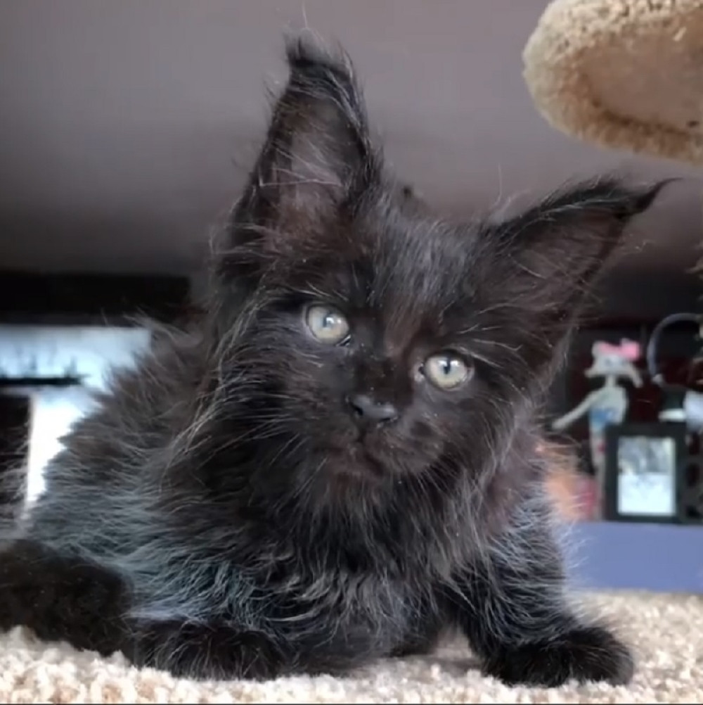 Za ovu MAČKU veruju da je u njoj ZAROBLJENA DUŠA nekog grešnika, kada je vidite BIĆE VAM JASNO ZAŠTO!