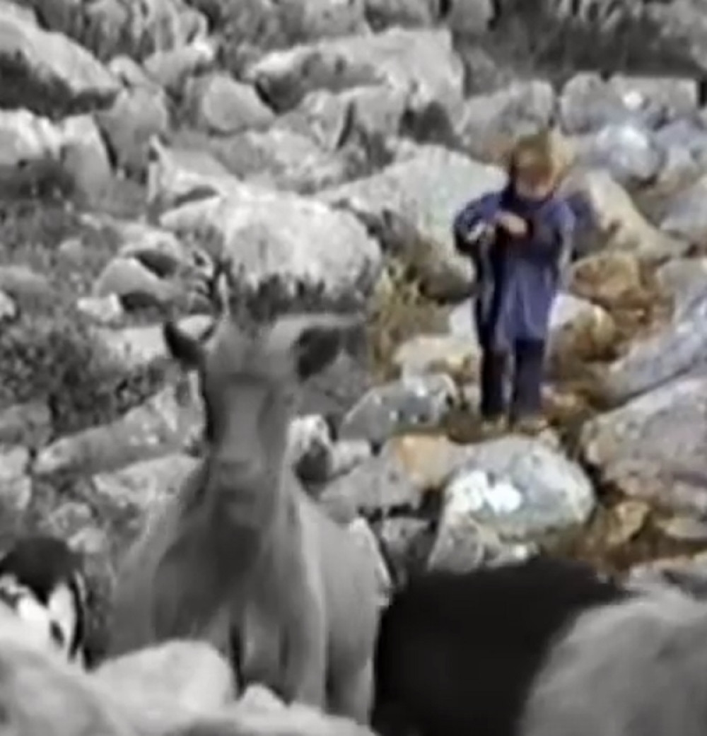 Mališan sa fotke danas igra FINALE SP i obožava Novaka, a pre nekoliko godina čuvao je KOZE i borio se sa VUKOVIMA na Velebitu