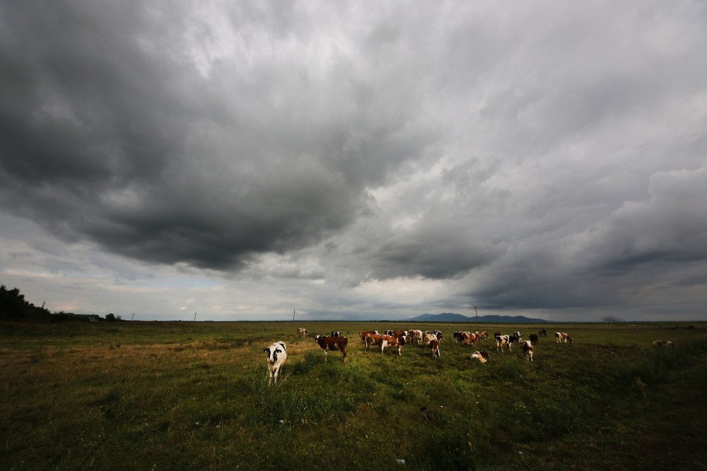 Meštani Paraćina zatekli PRETUŽNU SCENU, 40 parova umrlo u najgorim mukama!
