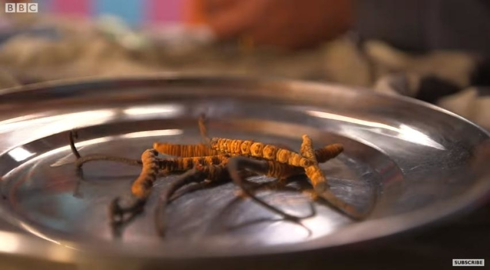 Ovo je supermoćna vijagra, kilogram košta 10 miliona dinara! EVO GDE MOŽETE DA JE UBERETE!