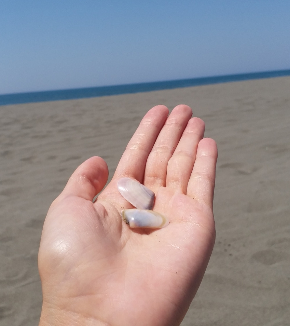 Ako pronađete školjku na moru, ponesite je sa sobom i ostavite u jednom delu kuće - USLEDIĆE NEVEROVATNA PROMENA