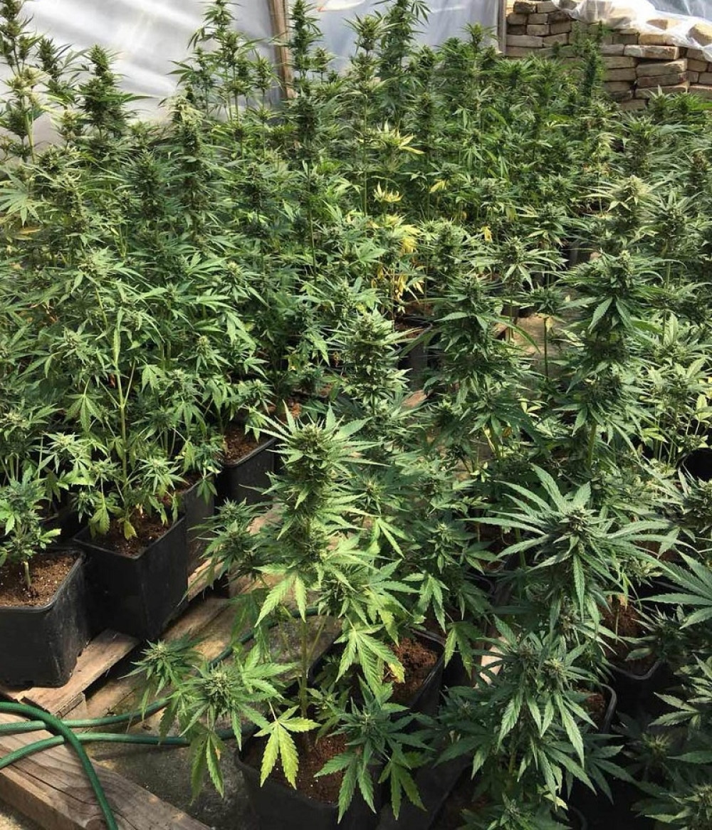 Tata gajio marihuanu u Srbiji, a sinovi u Beču, POPADALI SVI!