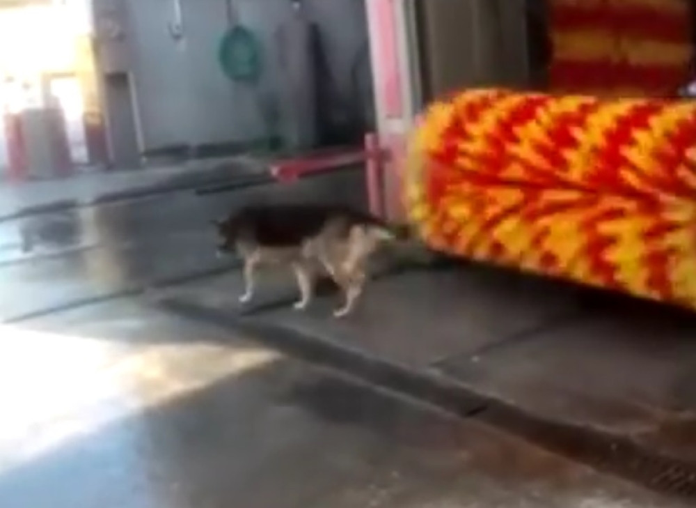 Pas je došao do perionice automobila i uradio nešto ZAPANJUJUĆE! (VIDEO)