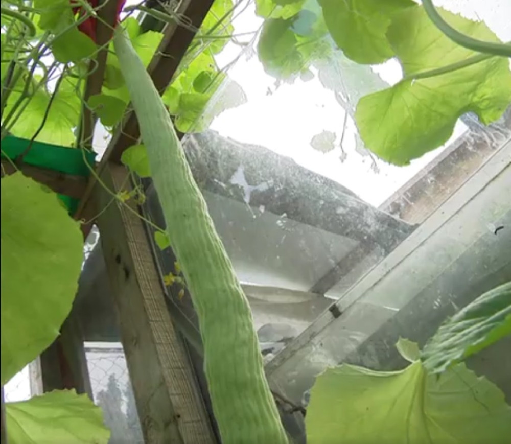 Deda uzgojio najveći krastavac na svetu, a njegova metoda će vas OSTAVITI BEZ TEKSTA! (VIDEO)