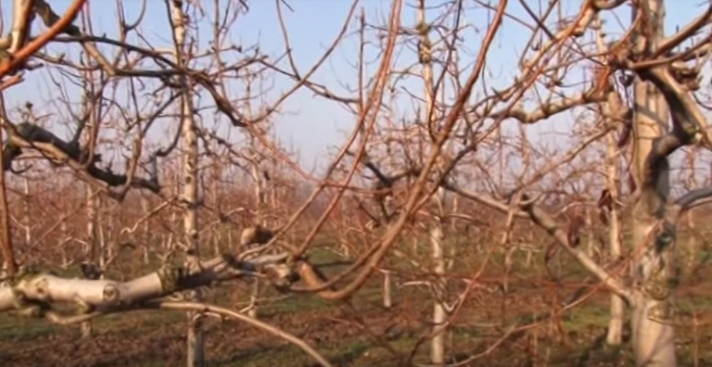 SKORO SVAKO U SRBIJI JE IMA Ovo je drvo svih demona, boljeg leka za “žutu ranu” na svetu nema, a skida i kletve!