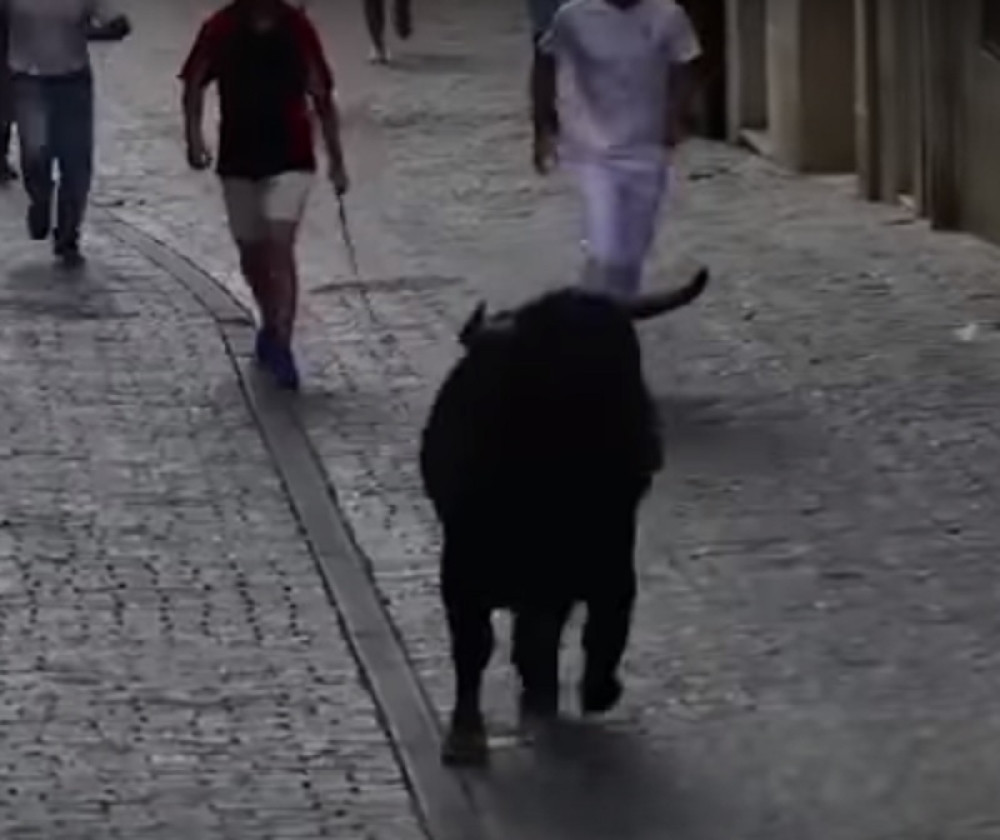 Bik napao ljude nasred ulice, jednom muškarcu nekoliko puta ZABIJAO ROGOVE U ANUS (UZNEMIRUJUĆ SADRŽAJ)