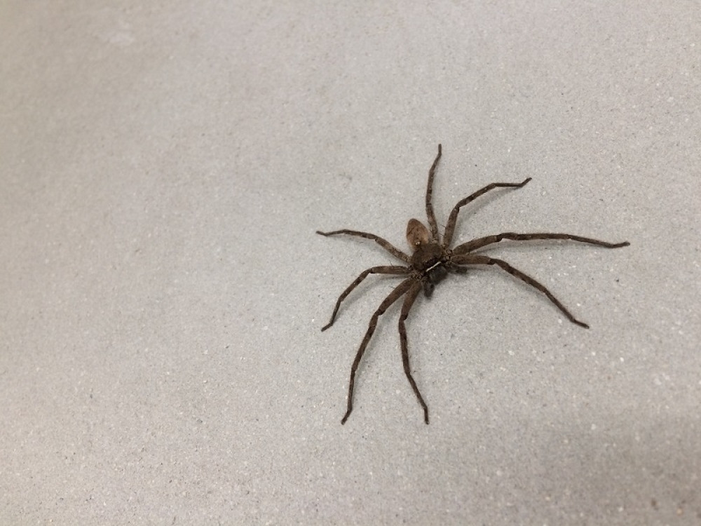 Videla na njegovim leđima nešto zbog čega je OSTALA U ŠOKU (FOTO)