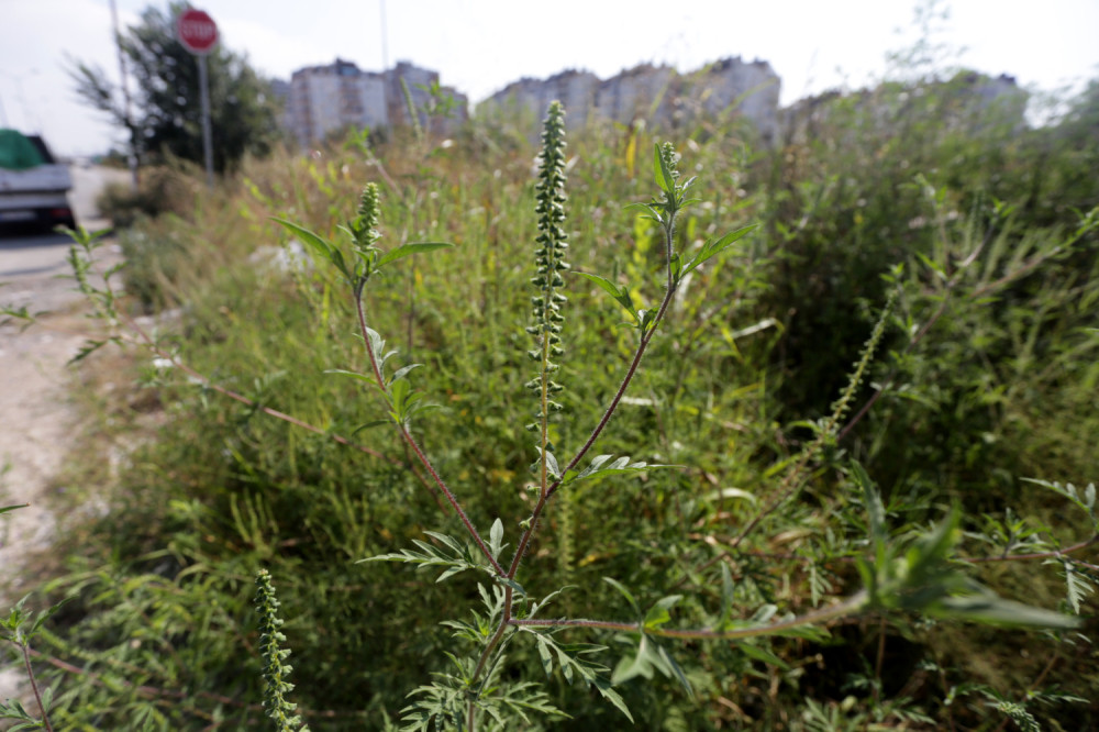 Švajcarski naučnici otkrili način za borbu protiv ambrozije