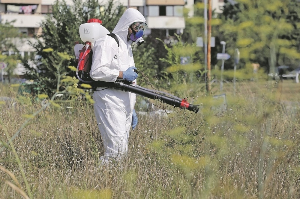 OVA BILJKA nam svima radi o glavi, a sada je i tim mukama došao kraj, evo i kako!